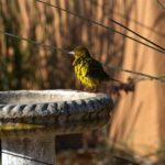 green and yellow bird on gray concrete post during daytime